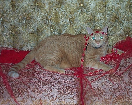hippiecat.jpg
